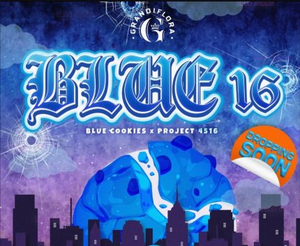 Buy Blue 16 (Reg) seeds