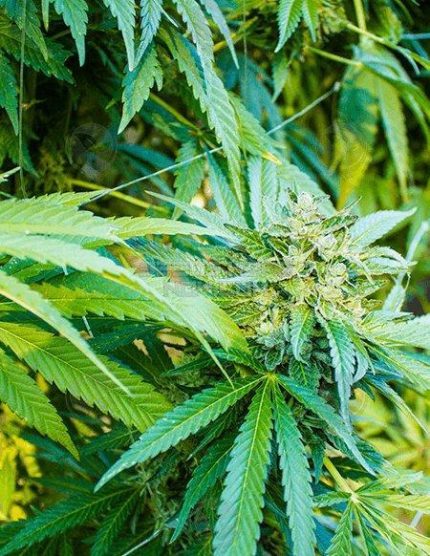 Purchase Aficionado Magnum Opus seeds