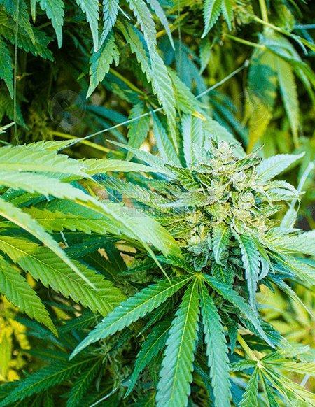 Purchase Aficionado Magnum Opus seeds