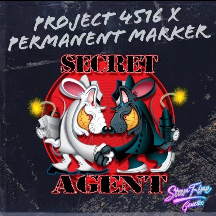 Secret Agent marijuana seeds for sale