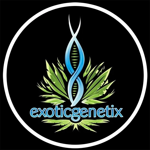 Exotic Genetix cannabis seeds