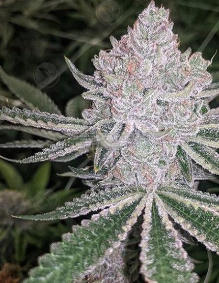 Buy Cherry Cookies F2B seeds