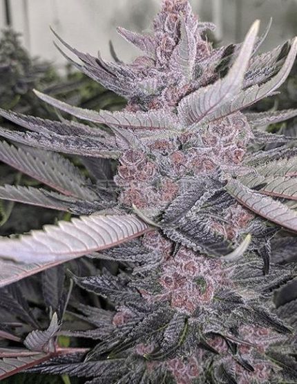 Purple Bomb F2 marijuana seeds for sale