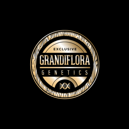 Bancroft feminized seeds